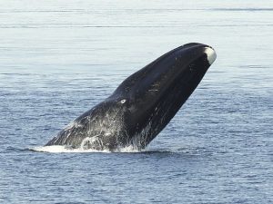 Headshot Of A Bowhead Whale