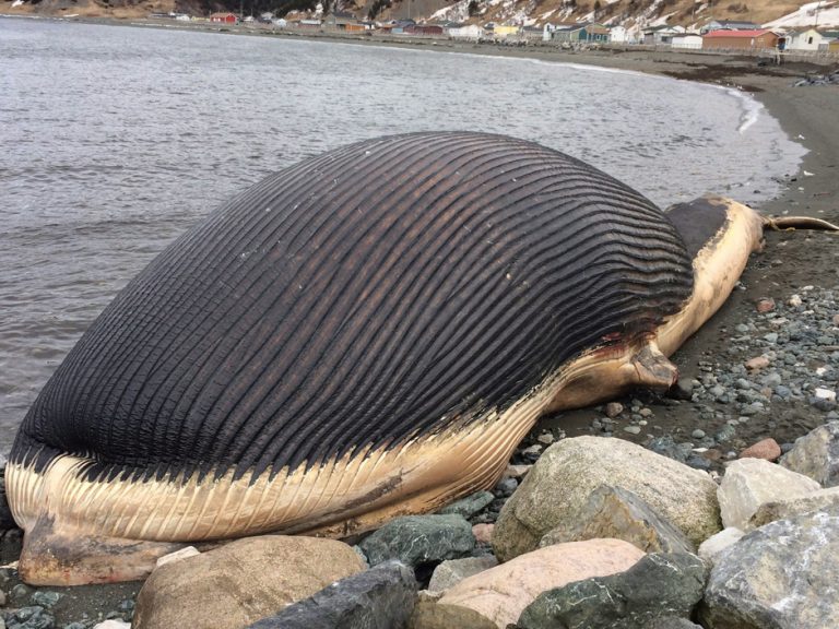 5 Of The Most Famous Whale Explosions