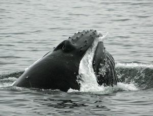 Humpback filter feeding