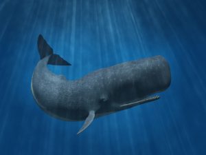 Sperm whale. One of the biggest whales on earth