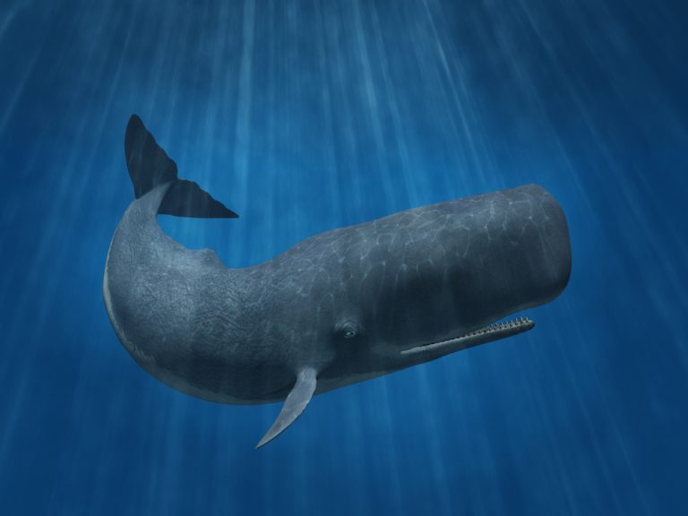 The 5 Biggest Whales On Earth