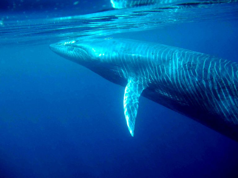 General Conservation Status Of Different Whale Species