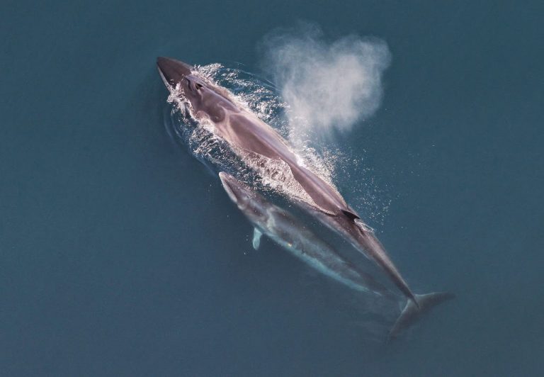 Species Profile: The Sei Whale