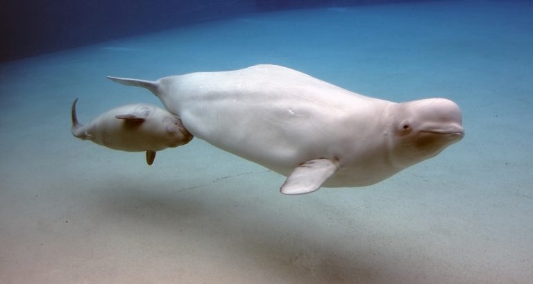 10 Best Spots For Whale Watching Worldwide By Species