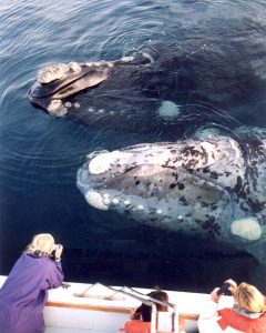 Southern Right Whales
