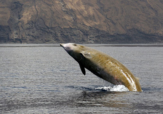 Whales And The Dangers Of Marine Plastic