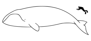 Bowhead Whale Size Compared To A Human Being