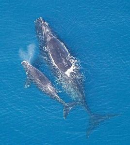 North Atlantic Right Whale and a calf