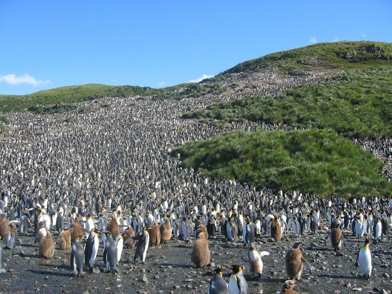 Whales Are Returning To South Atlantic Remote Islands