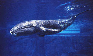 Species Profile: The Gray Whale