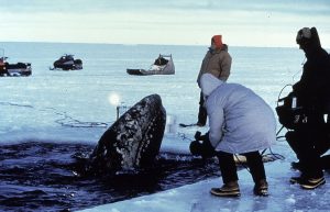 Freeing a Trapped Gray Whale From An Ice Floe