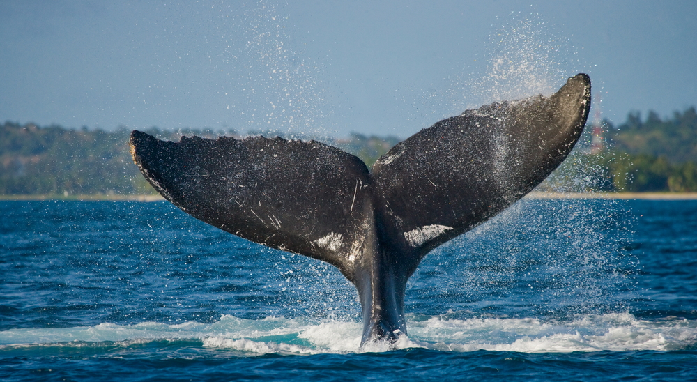 How Whales Lose Their Way At Sea
