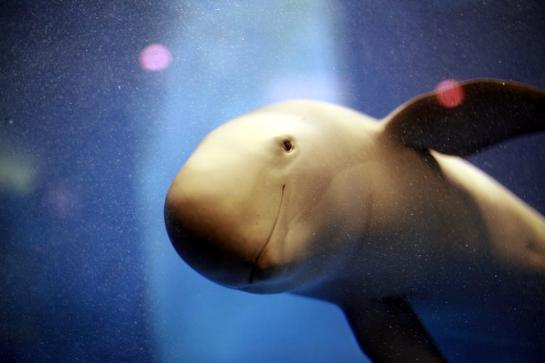What are the Differences between Whales, Porpoises, and Dolphins?