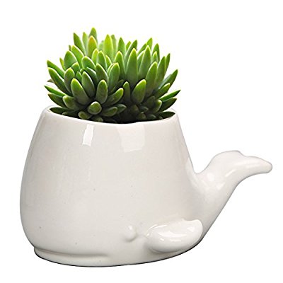 Top 10 Best Gifts For Whale Lovers