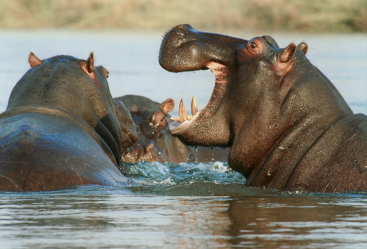 Hippos In Water :Whale ancestors