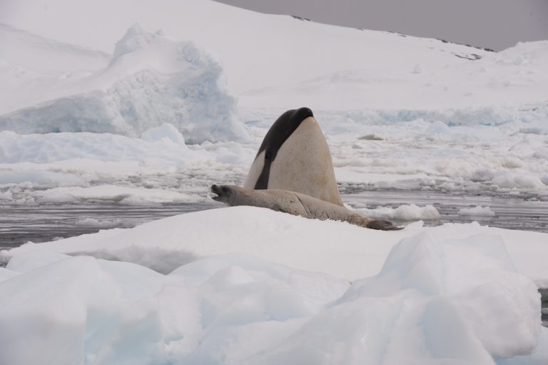 Humpback Whales Versus Killer Whales: Why Are Humpbacks Saving Seals?
