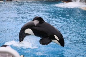 Killer whale or orca: whales, porpoises, and dolphins