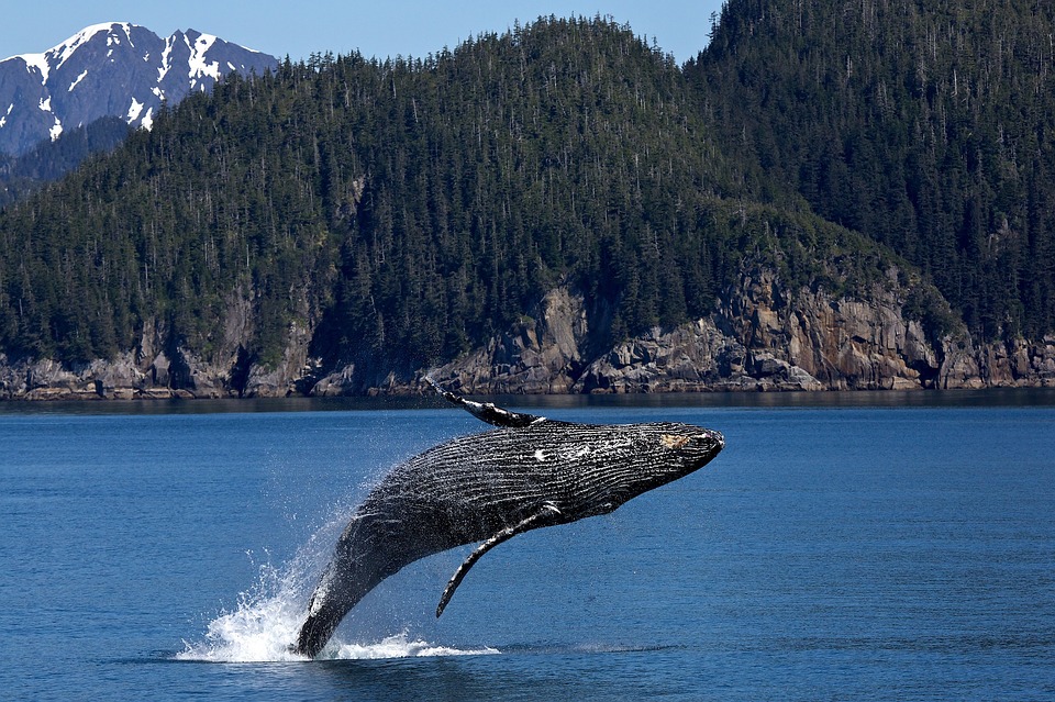 Humpback Whale Breaching; why do whales breach?