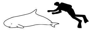 Dwarf Sperm Whale compared to a human