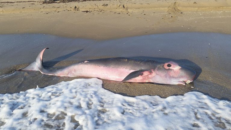 Species Profile: The Pygmy Sperm Whale