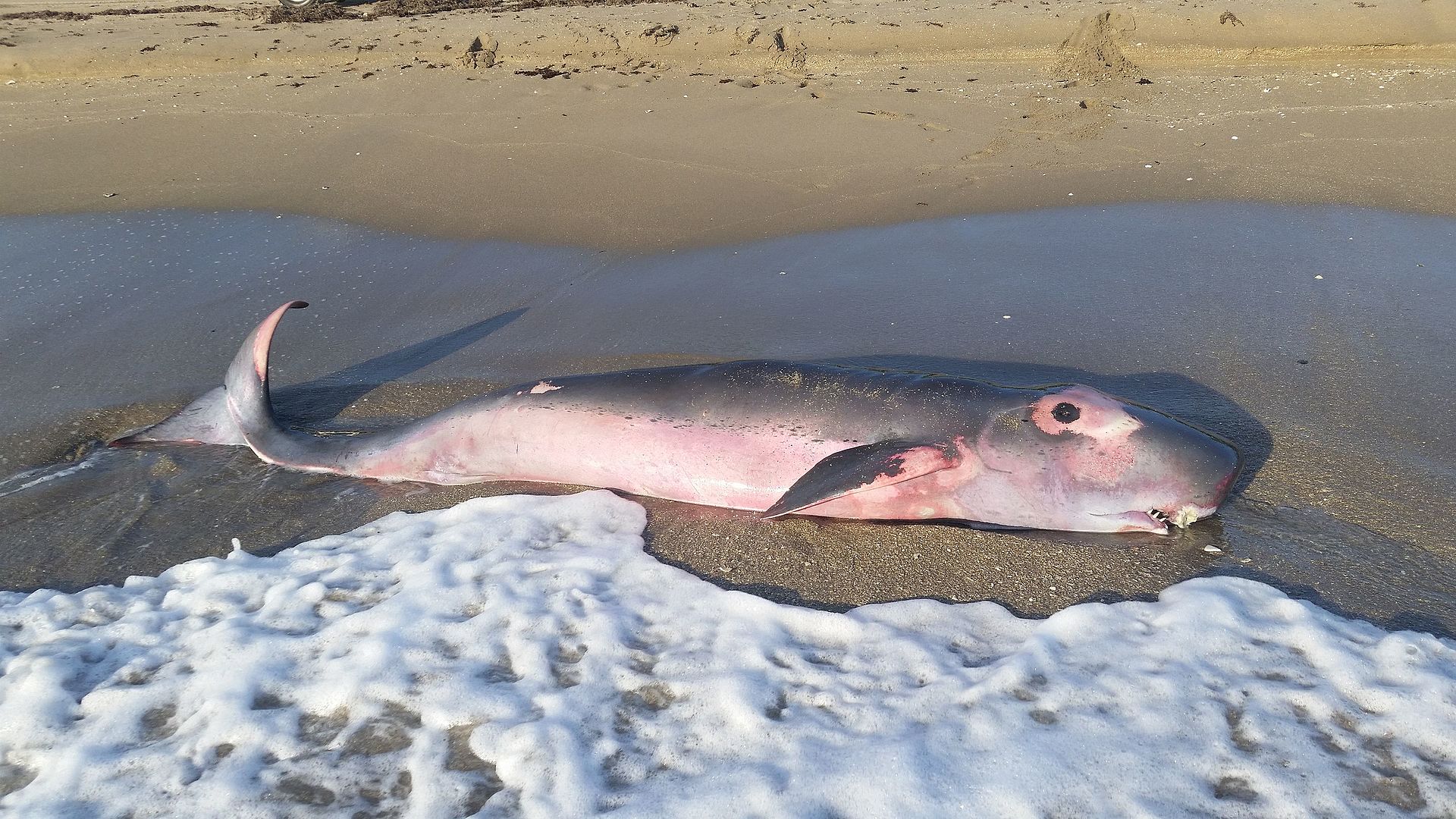 pygmy sperm whale