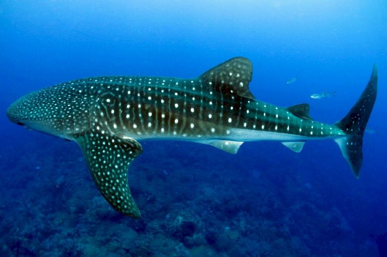 Differences Between Sharks And Whales: Which Is A Mammal Or A Fish?