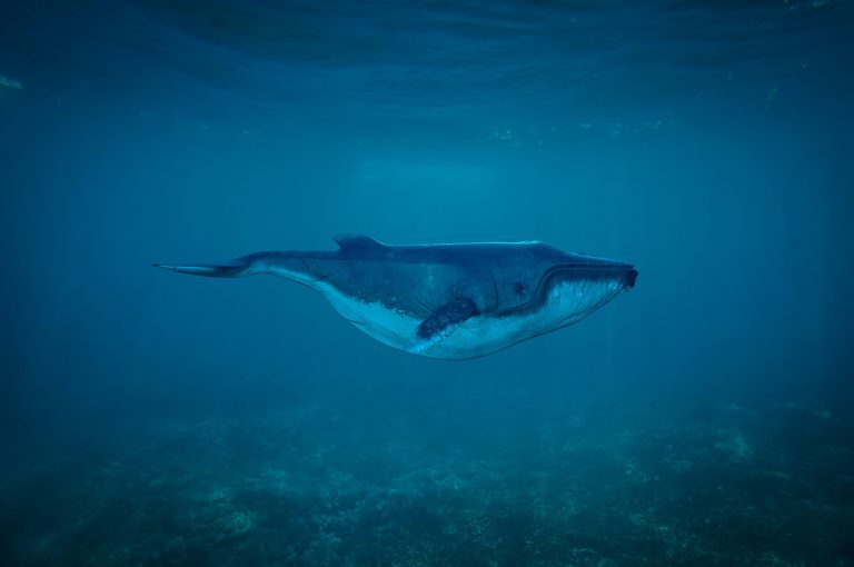 Benefits of Whale Poop