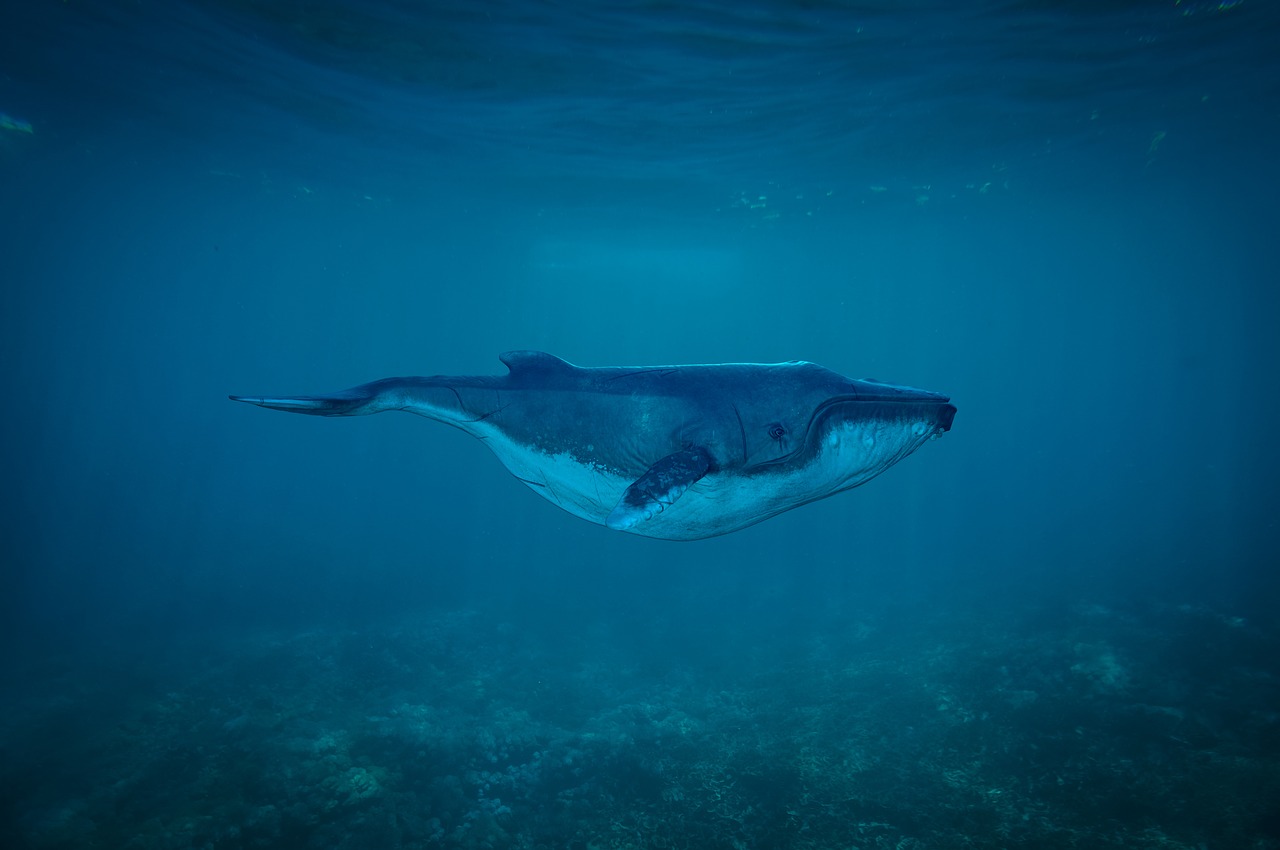whale poop