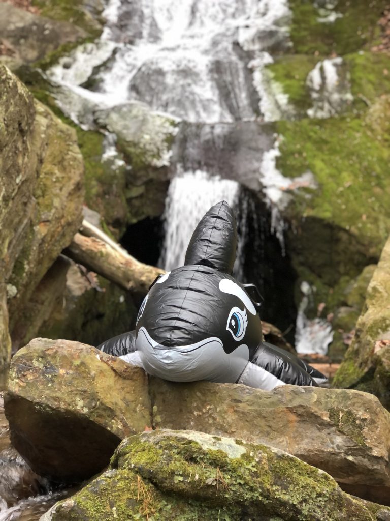 Name Our Adventure Whale!