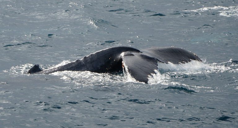 Orca Pod Helps Tangled Humpback Whale