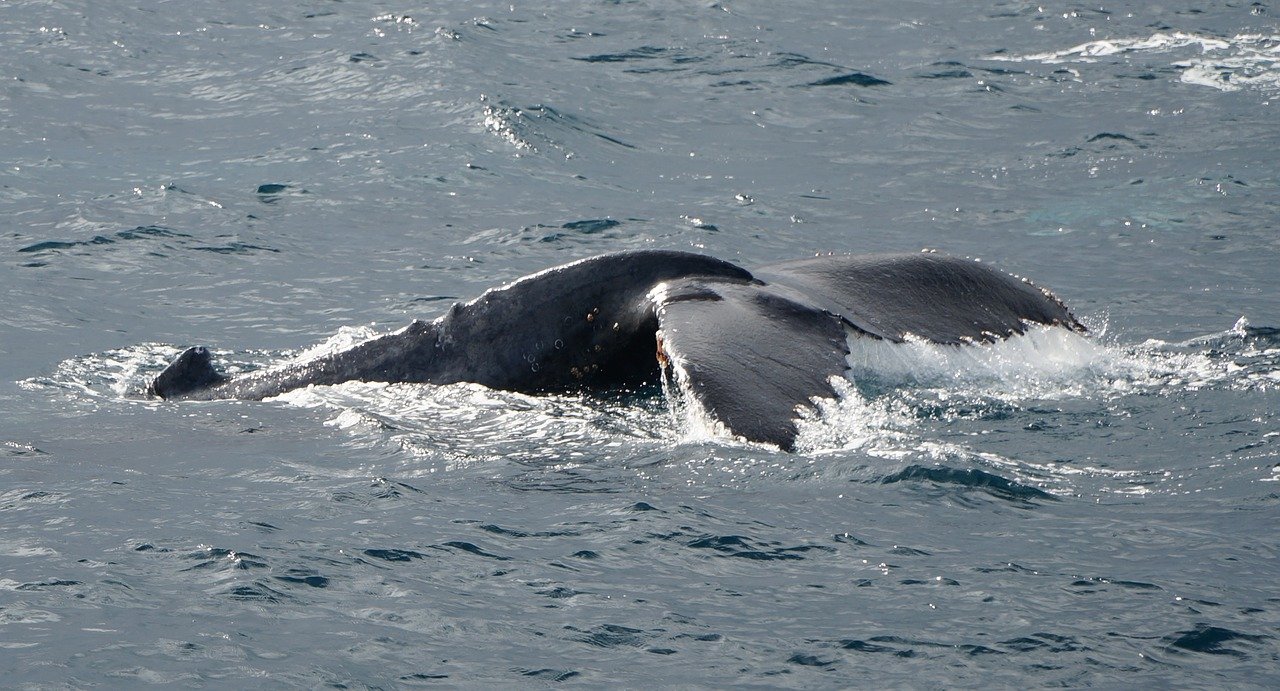 humpback whale fluke