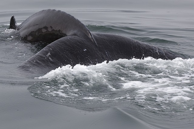 Stranded Young Whale in Greece