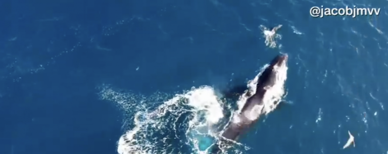 Humpback Whale and Dolphin Playing in Hawaii