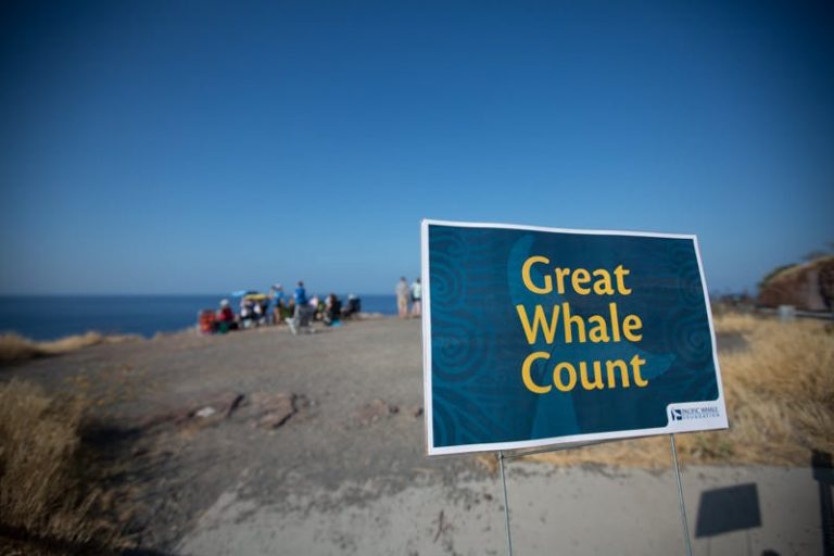 Second Whale Count of 2022 in Hawaii