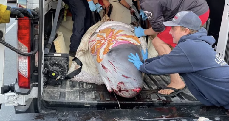 Euthanized Pygmy Sperm Whale in California