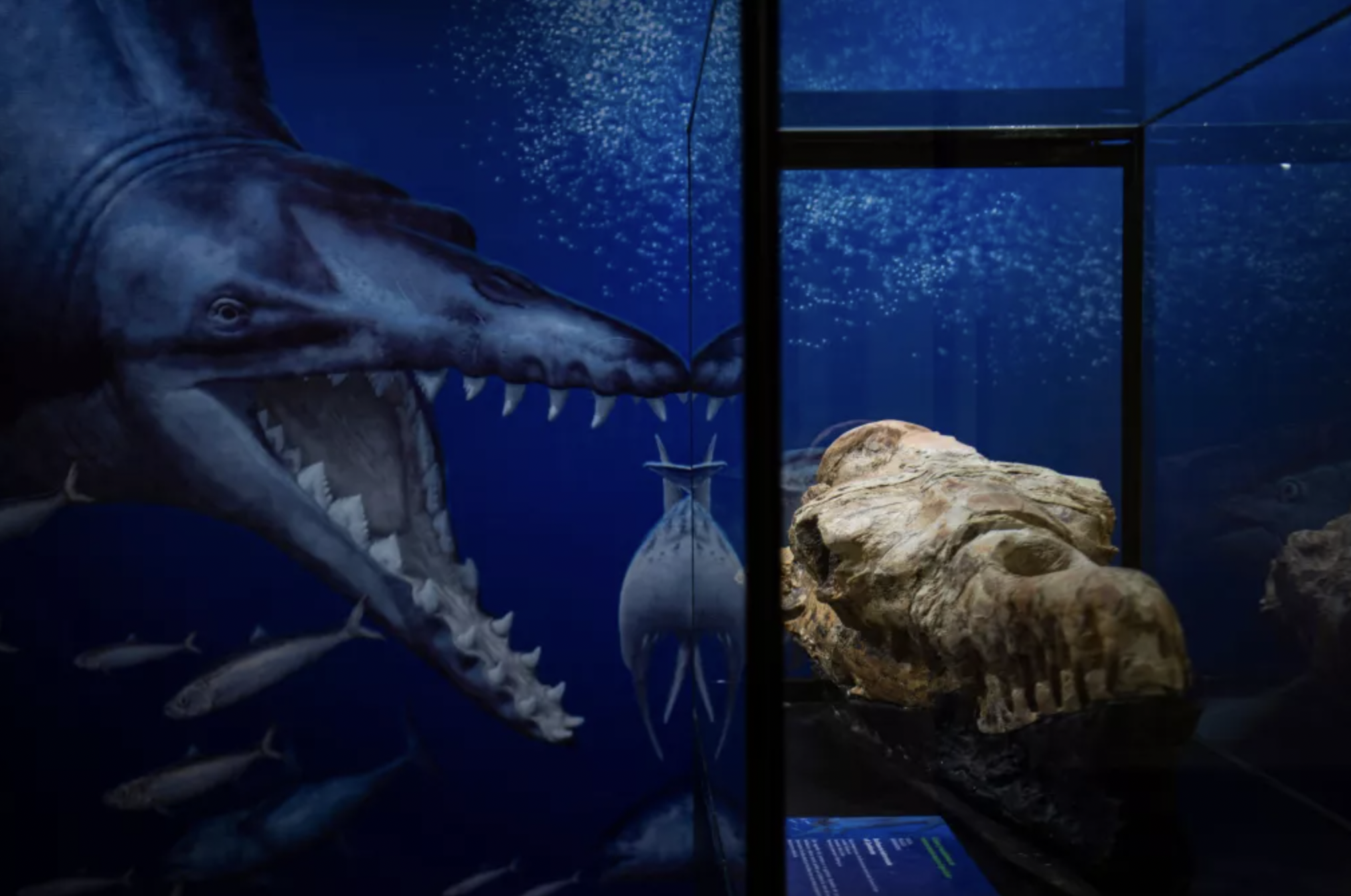 Basilosaurus skull and drawing
