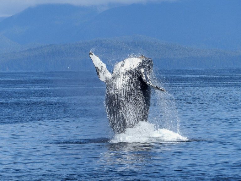 Humpback Whale Saves Scientist from Shark
