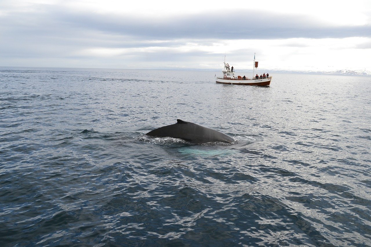 whale eaters to whale watchers