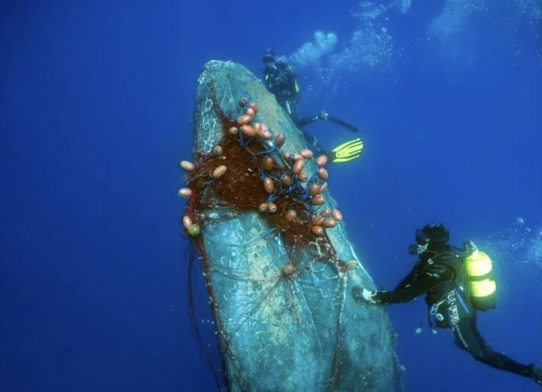Entangled Humpback Whale Rescued in Spain