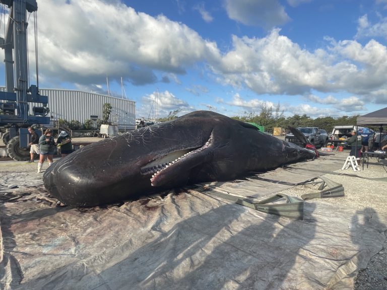 Two Dead Sperm Whales in One Week