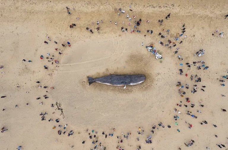 Captain Boomer Collective Sperm Whale Art