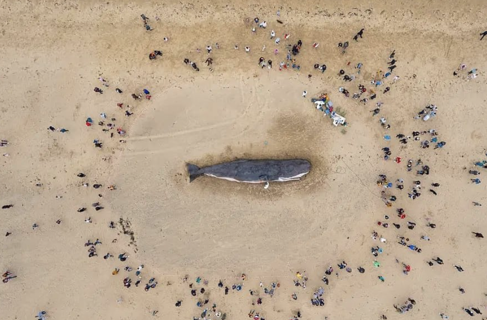 sperm whale art