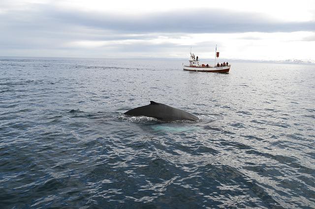 whale watching boat