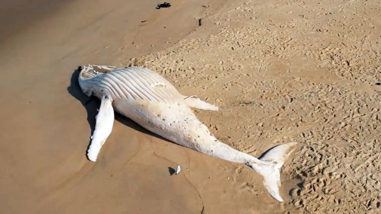 Dead White Humpback Whale Not Migaloo