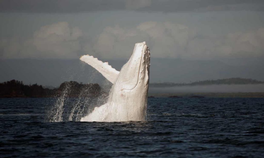 migaloo