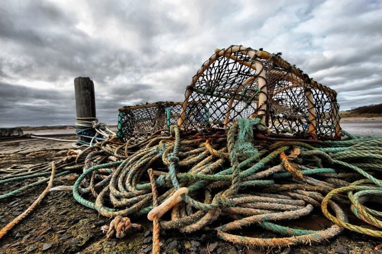 Stop Eating Lobsters to Save Whales
