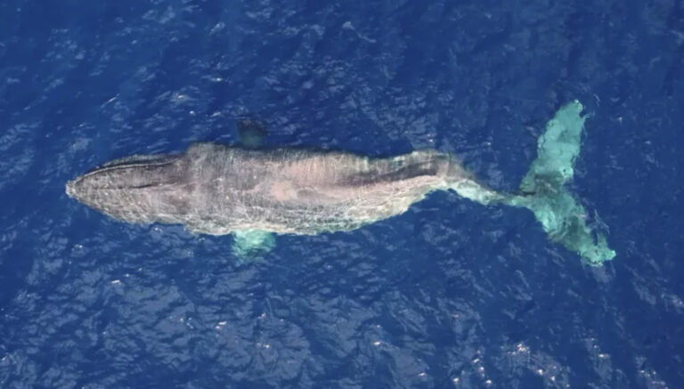 Moon the Humpback Whale Makes a 3,000 mile Journey