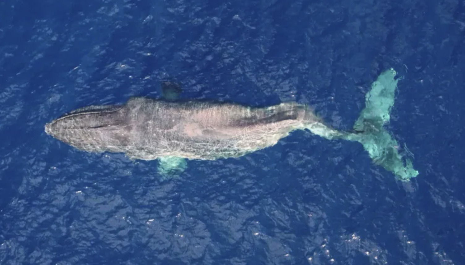 moon the humpback whale