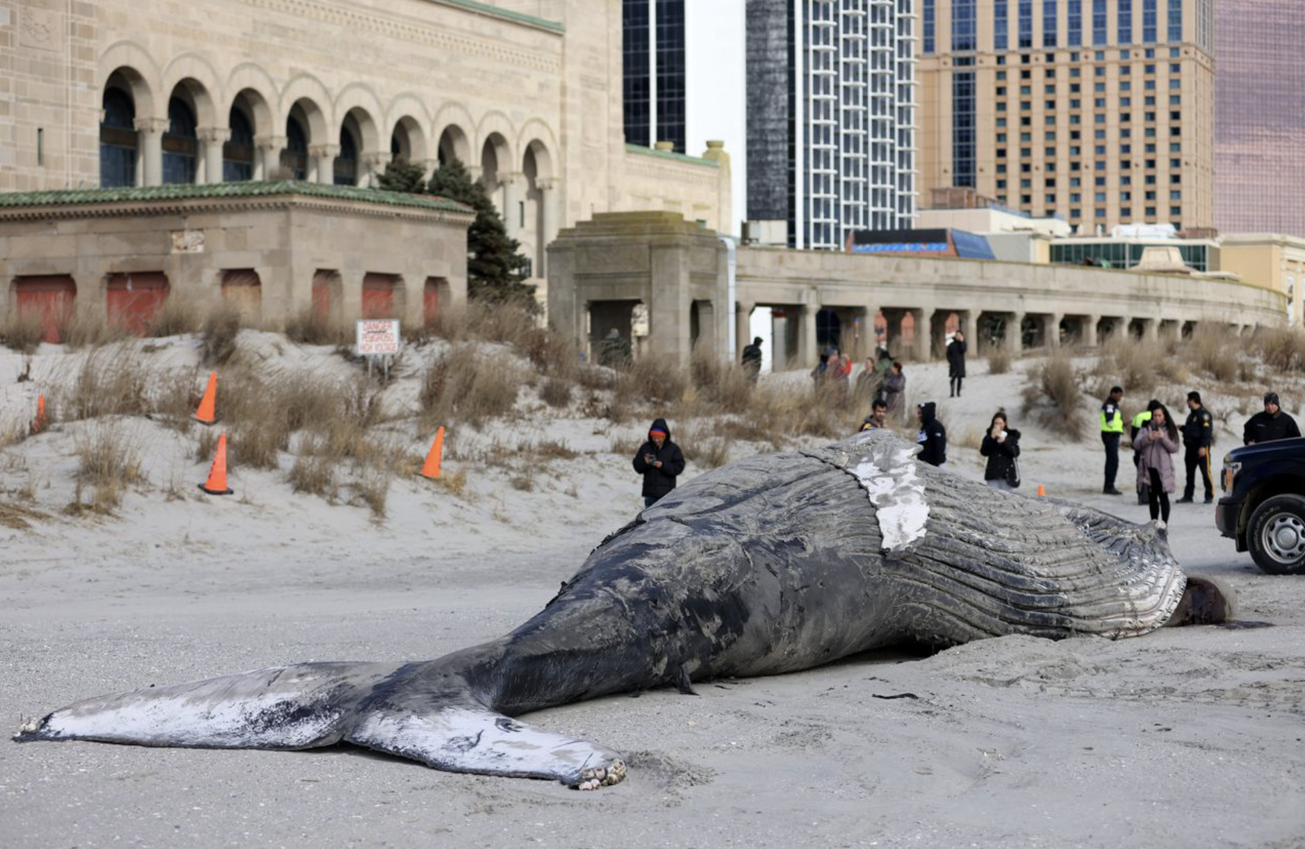 dead humpack whale in nj