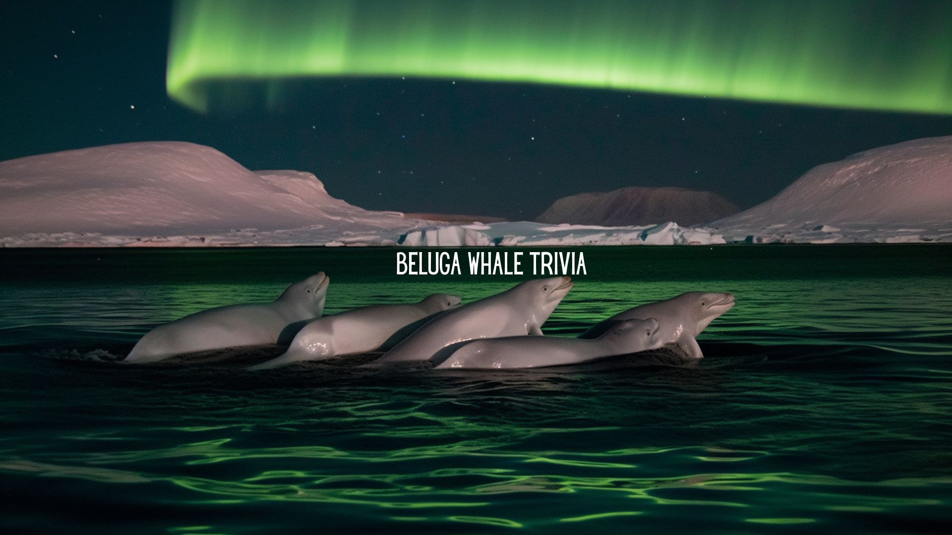 Whale Trivia Game